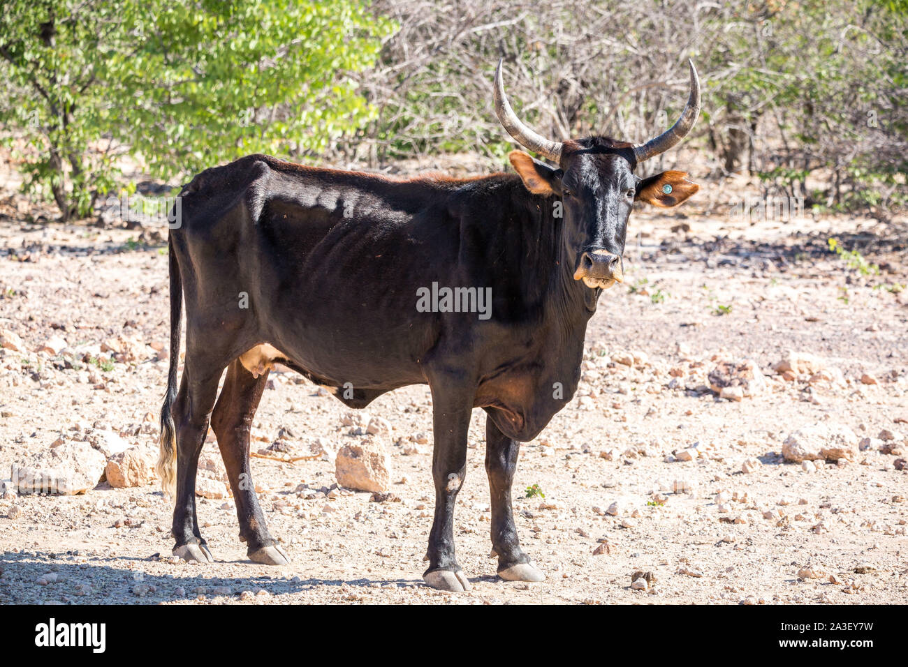 Une vache noire avec de longues cornes debout sur un paysage aride et chaud, la Namibie, l'Afrique Banque D'Images