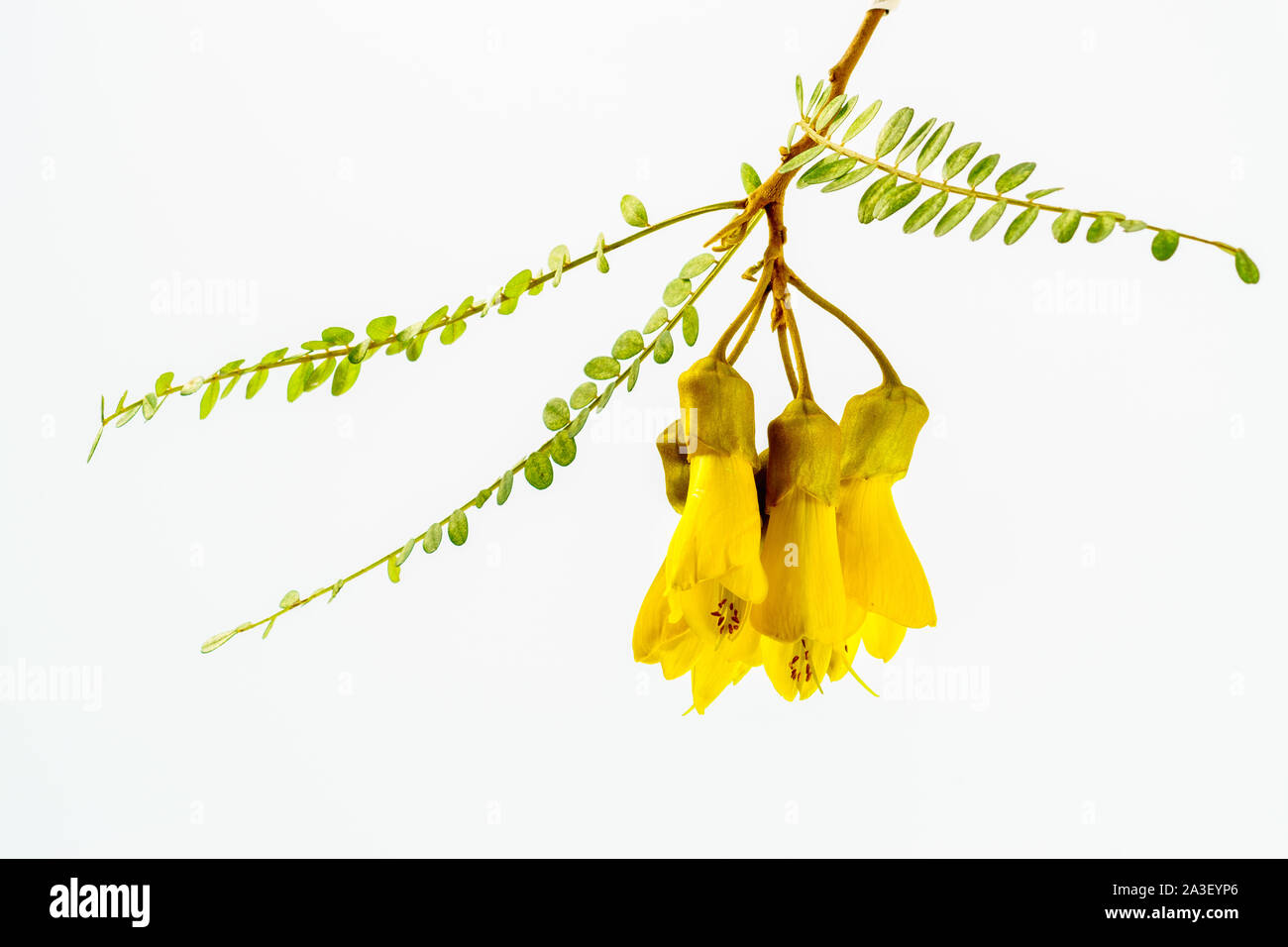 Vue rapprochée des spectaculaires fleurs jaunes de l'arbre de Kowhai natif de Nouvelle-Zélande, Sophora microphylla vue isolée sur un fond blanc. Banque D'Images