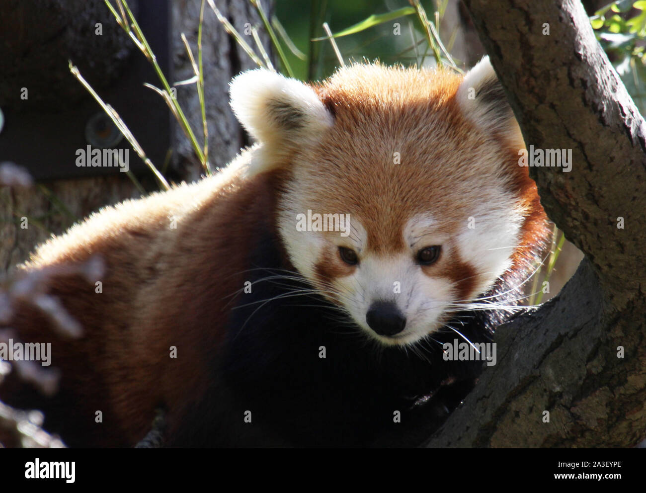 Le panda rouge Banque D'Images
