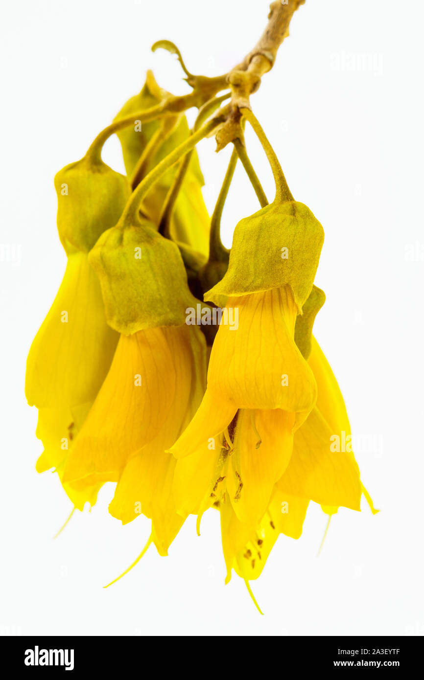 Vue rapprochée des spectaculaires fleurs jaunes de l'arbre de Kowhai natif de Nouvelle-Zélande, Sophora microphylla vue isolée sur un fond blanc. Banque D'Images