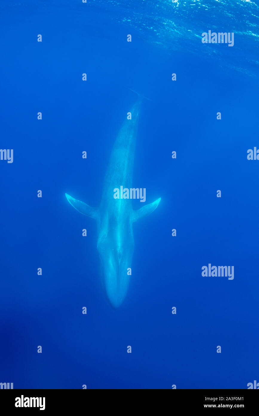 Rorqual bleu, Balaenoptera musculus, vue sous-marine, des espèces, de l'océan Atlantique, les Açores. Banque D'Images