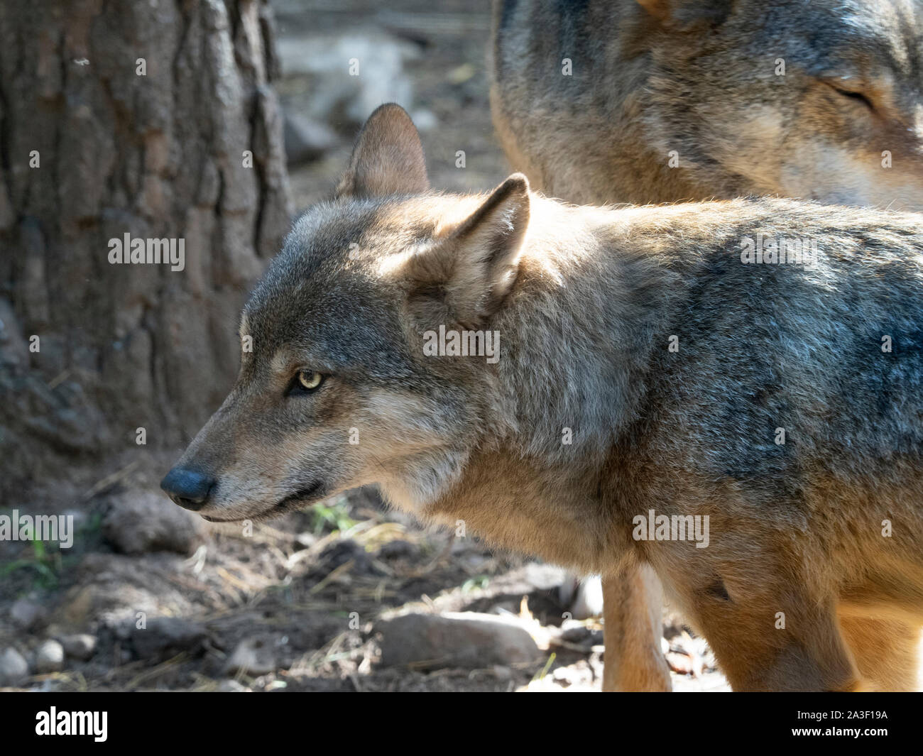 Loup gris Canis lupus eurasien Prisonnier Banque D'Images