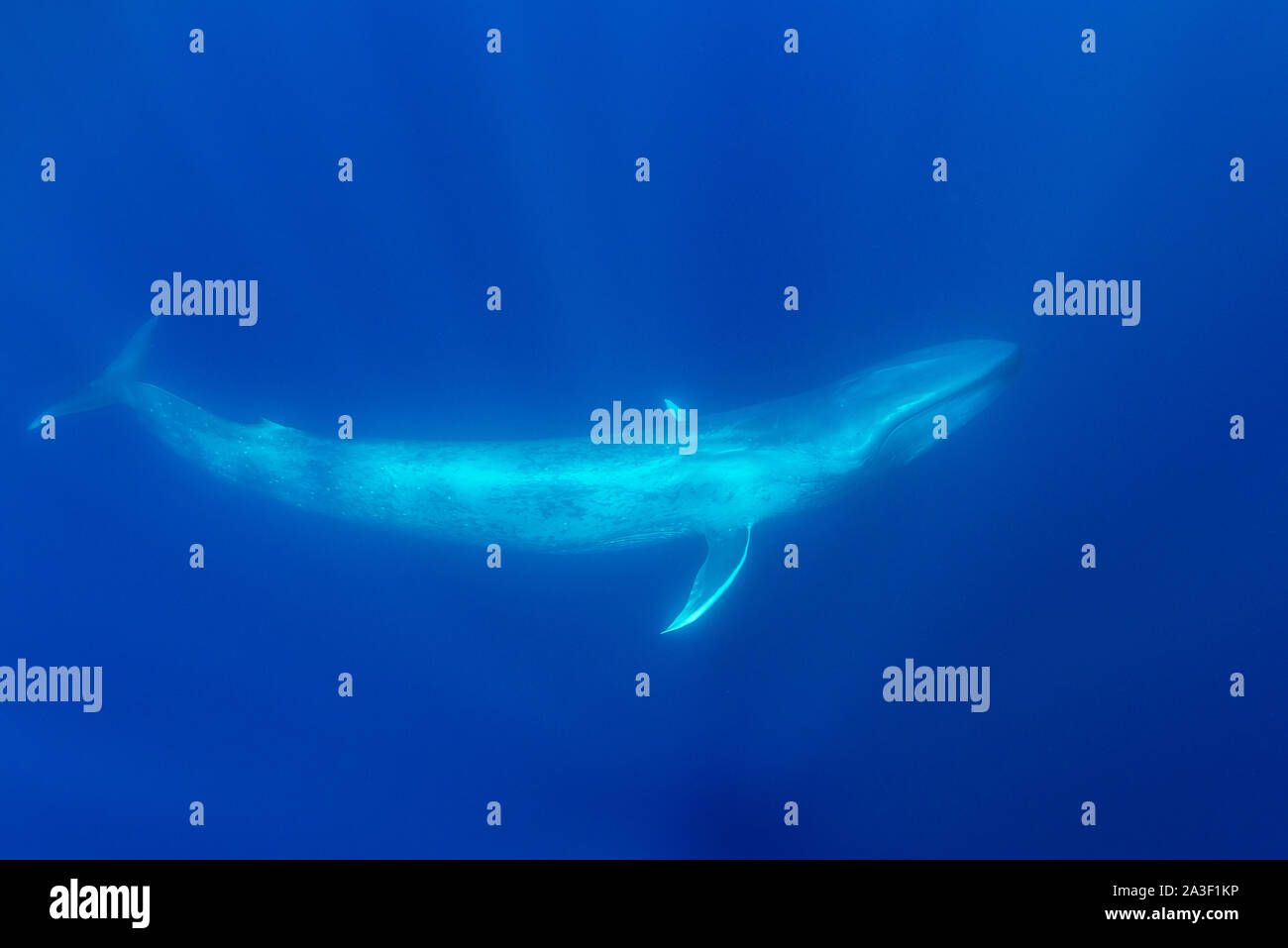 Rorqual bleu, Balaenoptera musculus, vue sous-marine, des espèces, de l'océan Atlantique, les Açores. Banque D'Images