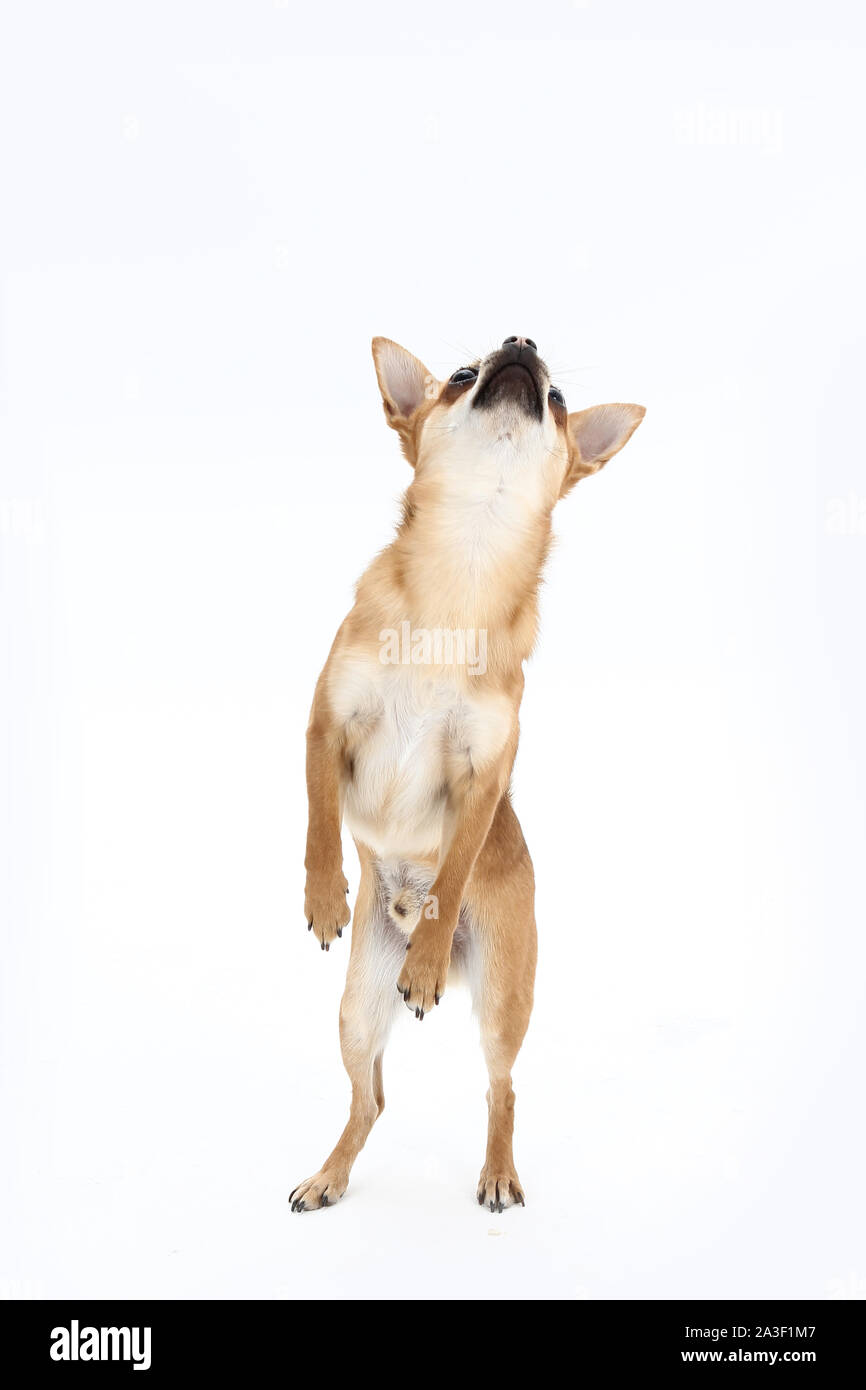 Chien sur fond blanc de jouer et de montrer ses tours dans le photostudio Banque D'Images