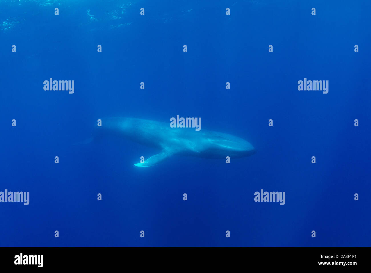 Rorqual bleu, Balaenoptera musculus, vue sous-marine, des espèces, de l'océan Atlantique, les Açores. Banque D'Images