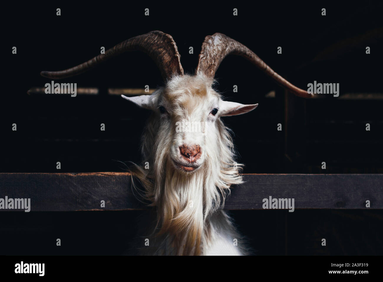 Très belle chèvre blanche avec de longues cornes et barbe, vivant sur une ferme sur le fond sombre. Banque D'Images