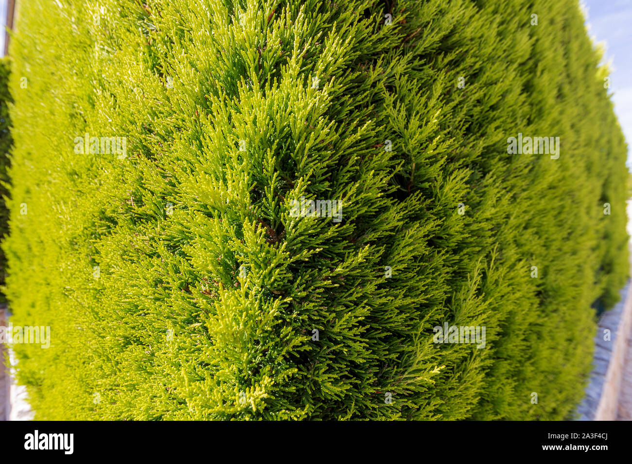 Thuja occidentalis, green corner view Banque D'Images