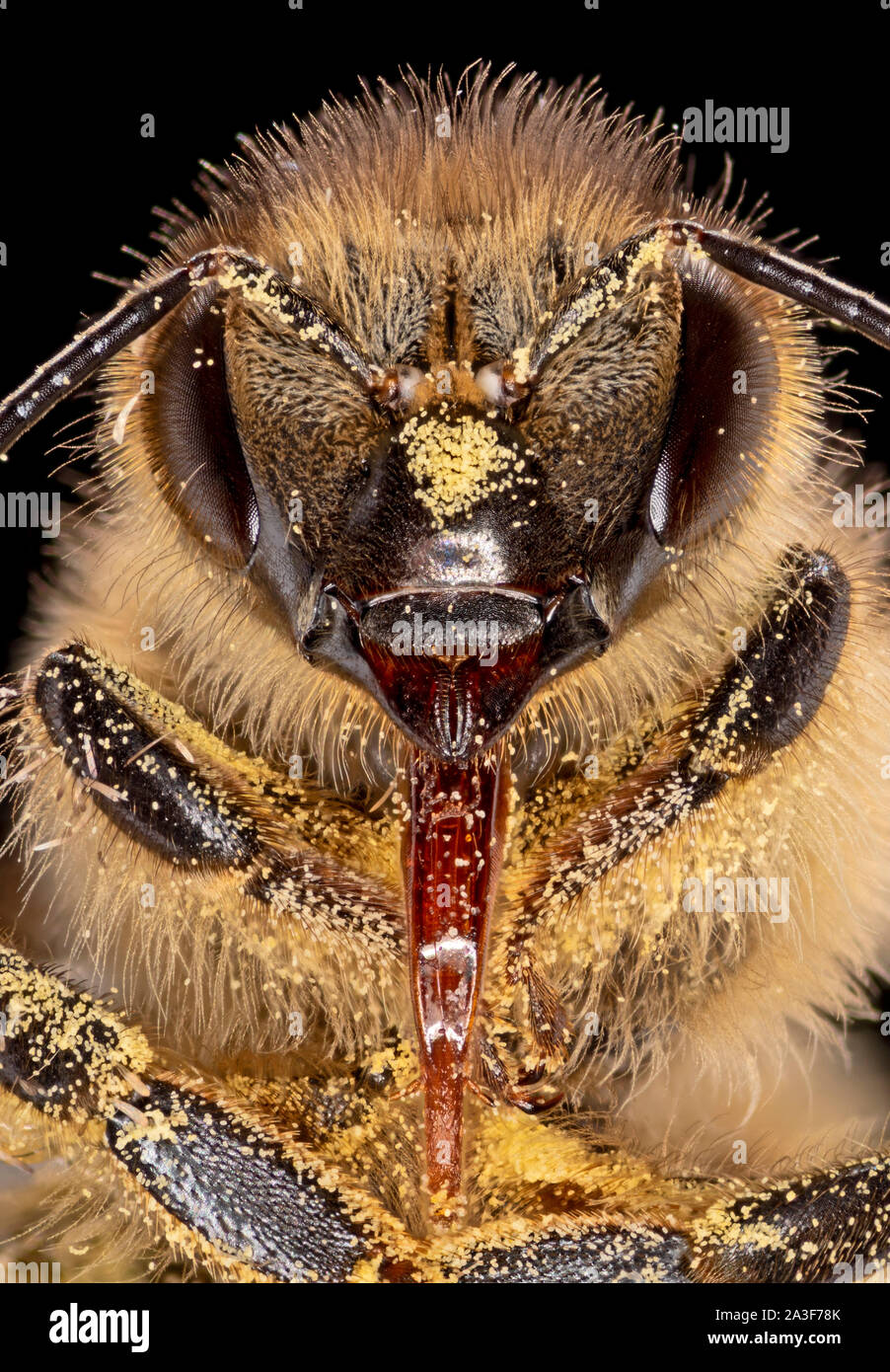 Abeille à miel couvert de pollen, langue maternelle exposés, Apis mellifera Banque D'Images