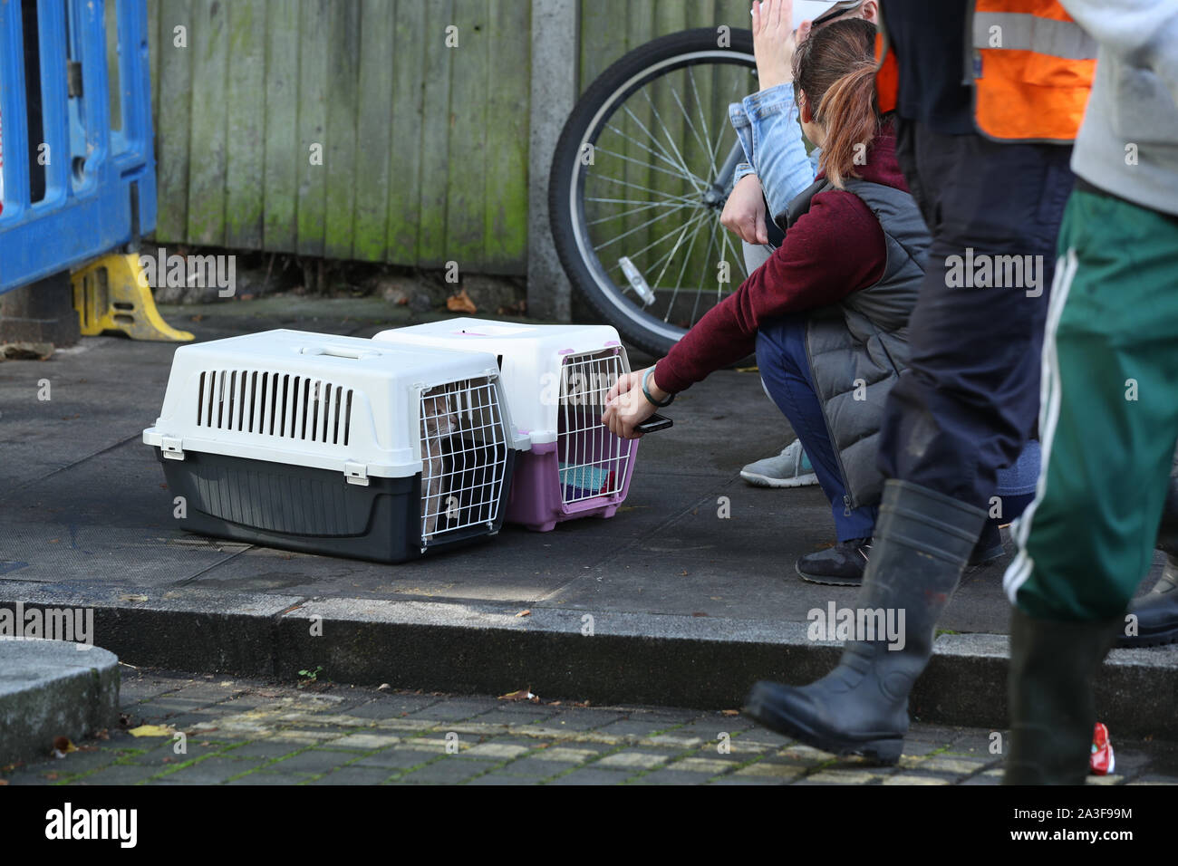 Un résident avec ses chats après une rue inondée à Finsbury Park, au nord de Londres, a été évacué lorsque un tuyau éclaté mardi matin. Banque D'Images