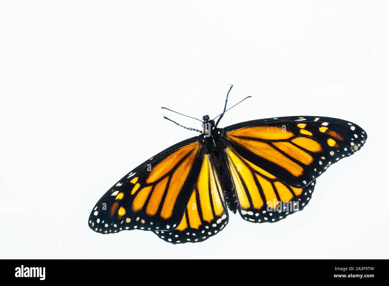Vue de dessus d'un papillon monarque femme vivant. Les ailes sont ouvertes et elles sont apparues récemment à partir de la chrysalide. Banque D'Images