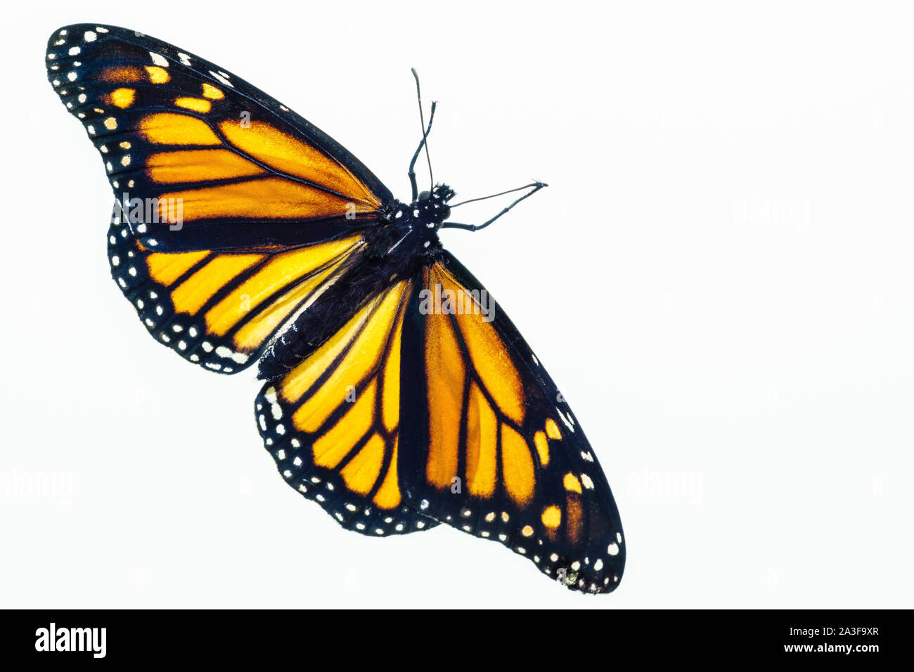 Vue de dessus d'un papillon monarque femme vivant. Les ailes sont ouvertes et elles sont apparues récemment à partir de la chrysalide. Banque D'Images