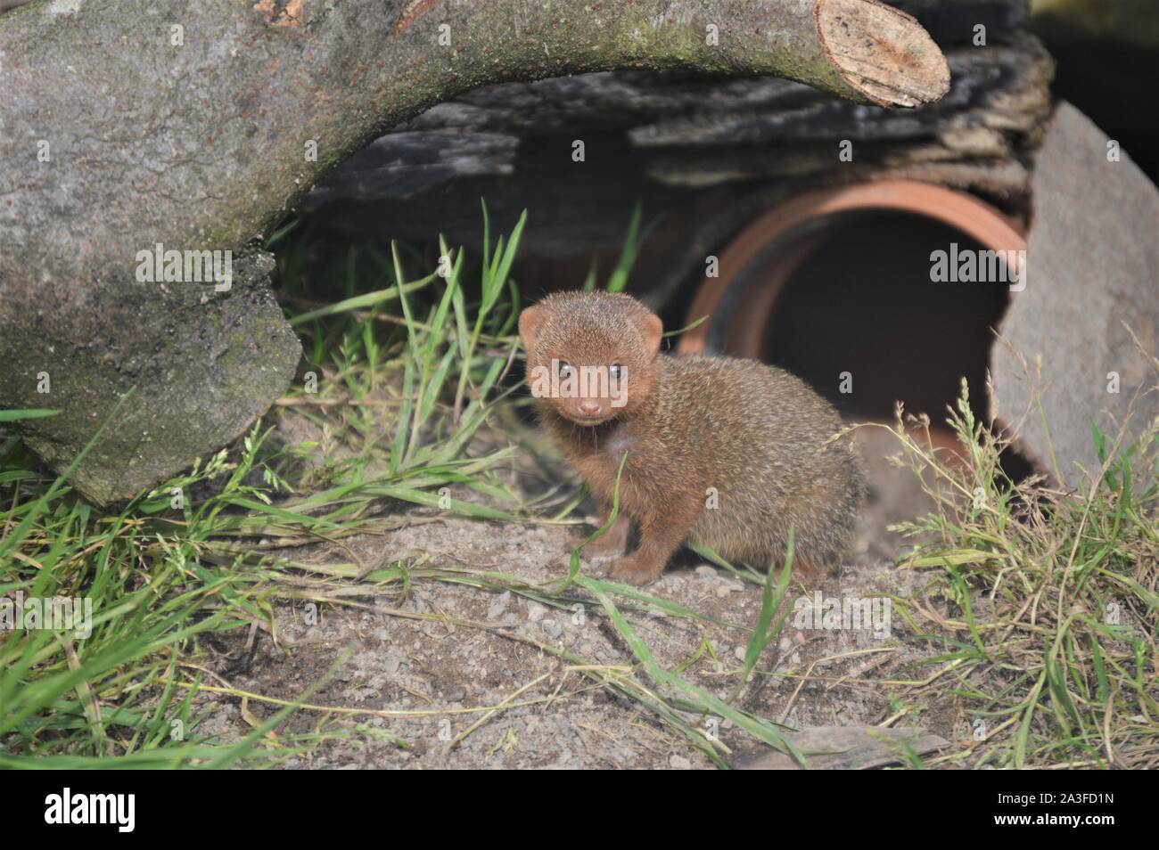 La Mangouste Naine Bebe Photo Stock Alamy