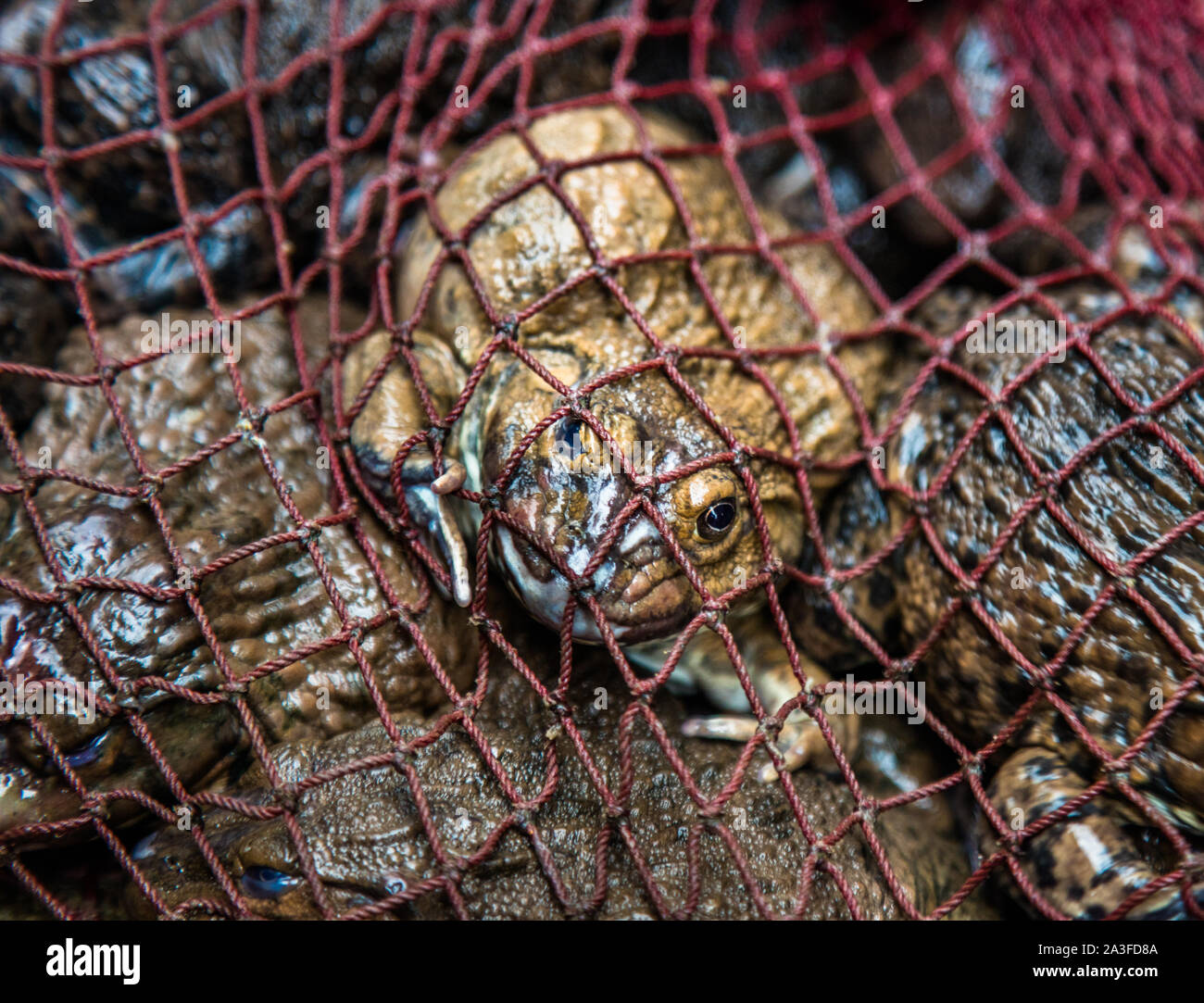 Sous net grenouille vit dans les matins de la rue du marché, Hanoi, Vietnam Banque D'Images