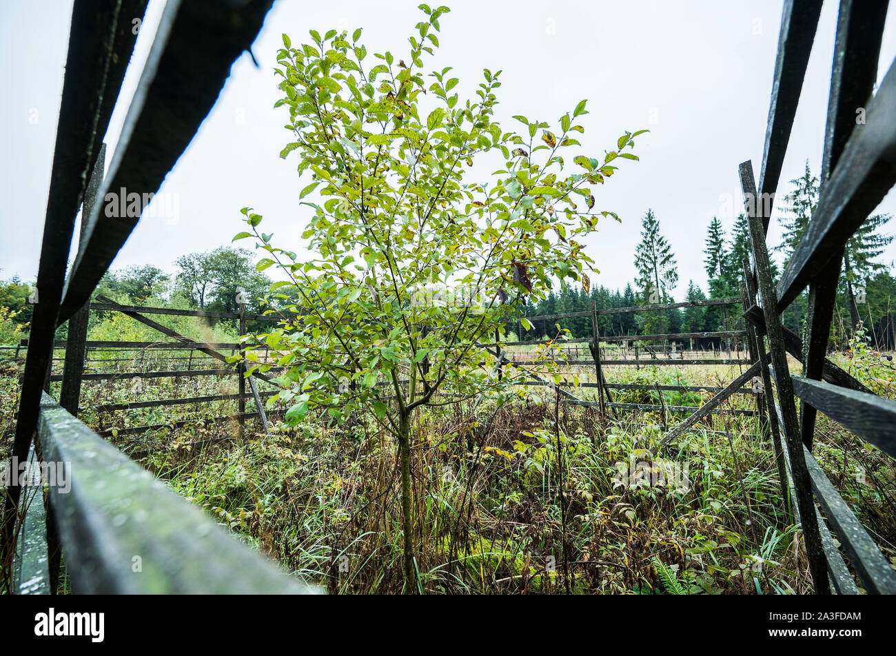 Bad Sobernheim, Allemagne. 07Th Oct, 2019. Un jeune arbre est protégée de la navigation par portes de bois sauvages. Au cours d'une excursion, le ministère de l'environnement de Rhénanie-Palatinat a expliqué le développement de la forêt face au changement climatique. Crédit : Andreas Arnold/dpa/Alamy Live News Banque D'Images