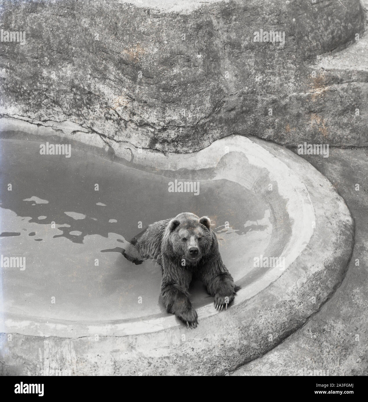 1953, historique, un ours brun situé dans un étang d'eau en béton au zoo de Londres, Londres, Angleterre, Royaume-Uni. En 1985, le zoo a fermé son enclos à ours, les terrasses de Mappin. Ouvert au public en 1847 pour aider au financement, le zoo avait initialement ouvert en 1828 comme lieu d'étude purement scientifique par la Zoological Society of London (ZSL), une organisation caritative qui s'est engagée à la conservation des animaux et de leurs habitats. Banque D'Images