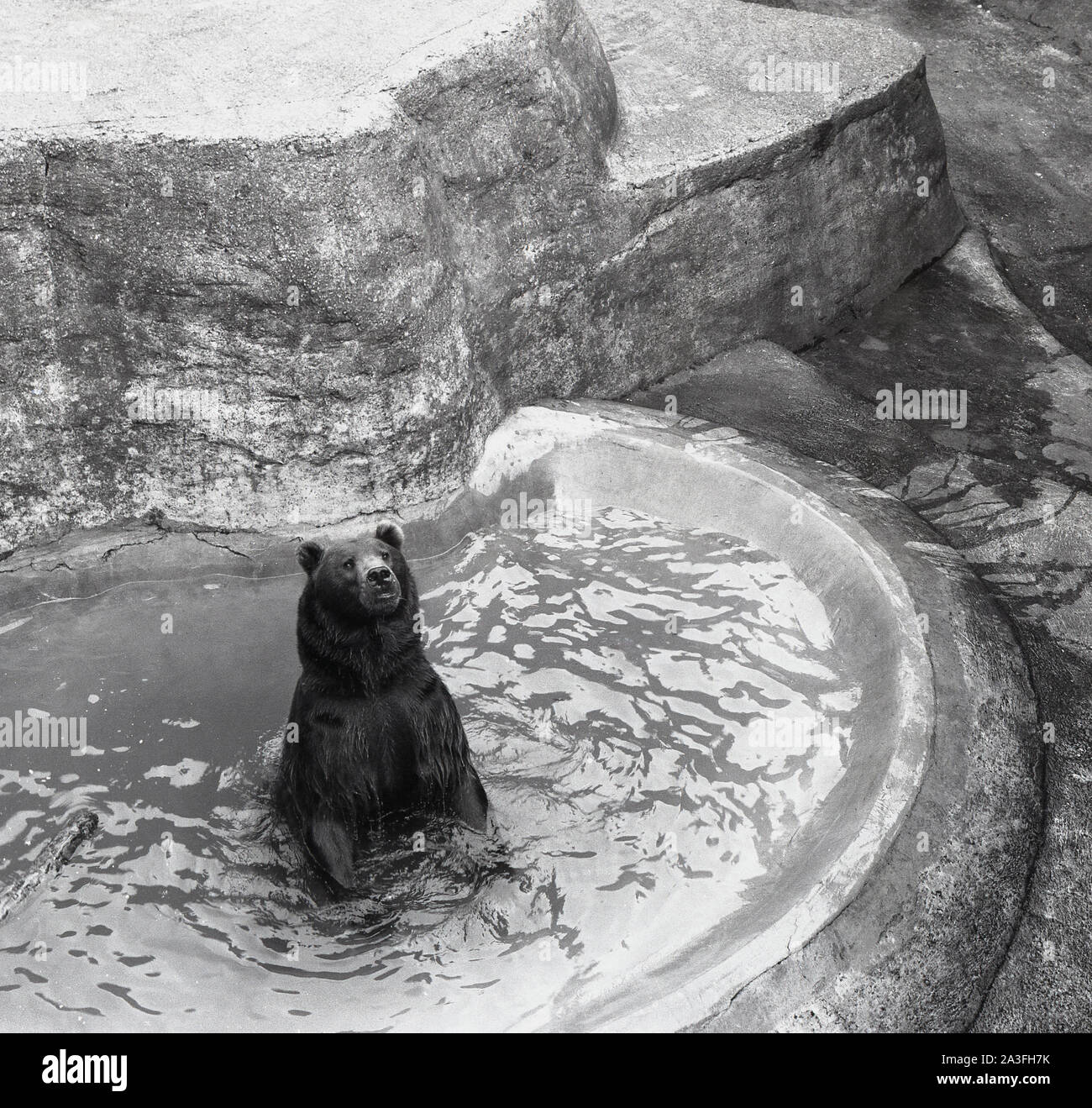 1953, historique, un ours brun dans son étang d'eau au zoo de Londres, Londres, Angleterre, Royaume-Uni. En 1985, le zoo a fermé son enclos à ours, les terrasses de Mappin. Ouvert au public en 1847 pour aider au financement, le zoo avait initialement ouvert en 1828 comme lieu d'étude purement scientifique par la Zoological Society of London (ZSL), une organisation caritative qui s'est engagée à la conservation des animaux et de leurs habitats. Banque D'Images