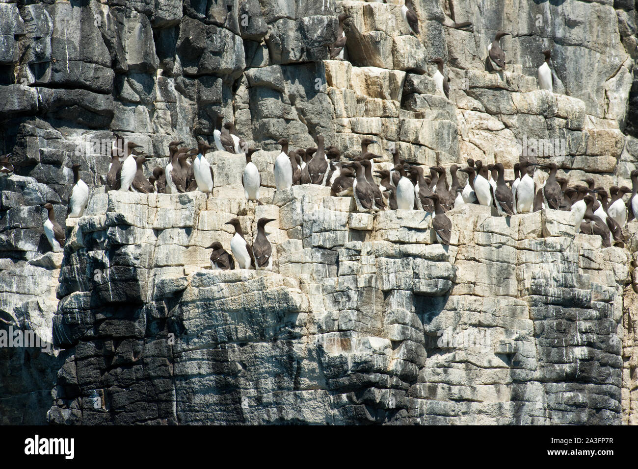 Colonie de Guillemots communs sur les falaises de l'île de mai. Fife, Scotland Banque D'Images