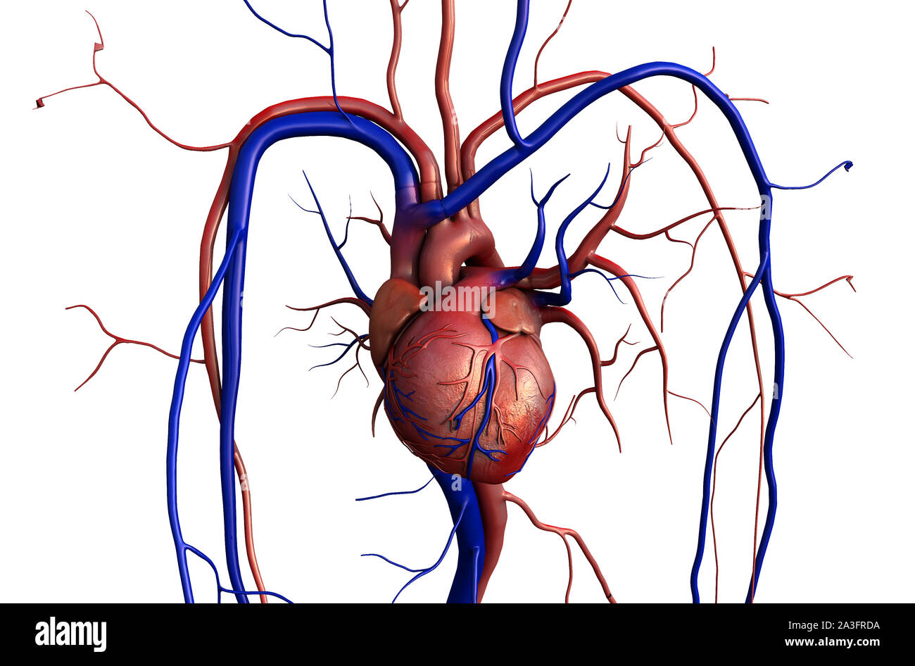 Modèle coeur w/chemin de détourage, coeur de l'homme modèle, chemin complet inclus, coeur de l'homme pour l'étude médicale, les droits de l'anatomie cardiaque Banque D'Images