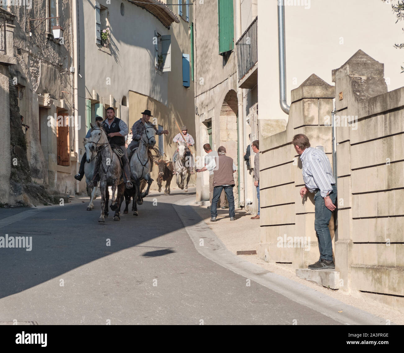 Taureau de Camargue course à travers la rue de Gallargues-le-Montueux avec cowboys (bandido) menant le taureau en bas de la colline avec les habitants cheering Banque D'Images