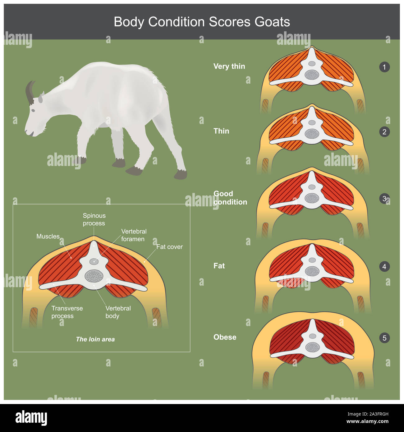 L'organisme de notation et la structure région des reins de chèvres, par l'analyse la structure du muscle de l'os et de la graisse. Banque D'Images