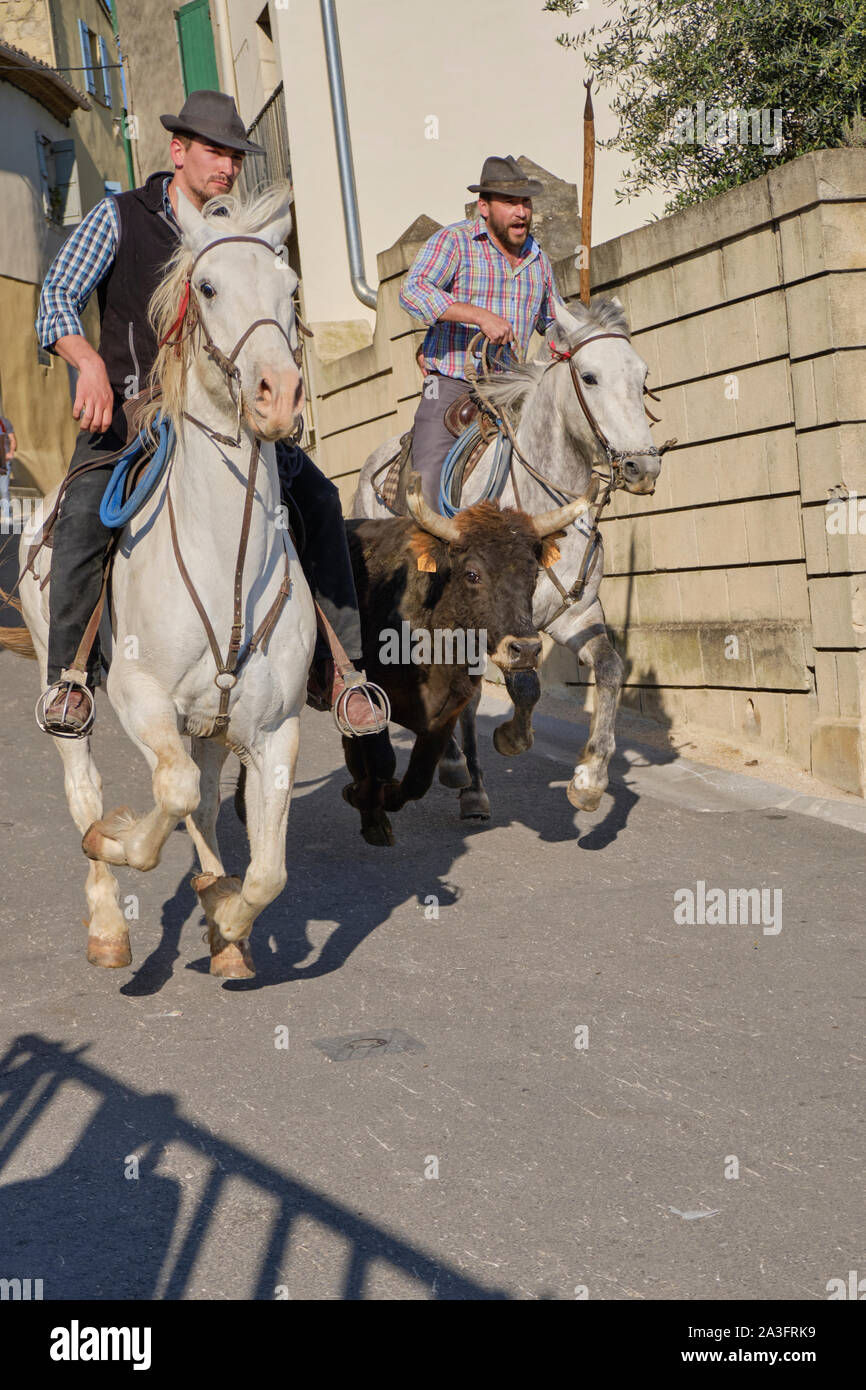 Taureau de Camargue course à travers la rue de Gallargues-le-Montueux avec deux cowboys (bandido) sur le cheval de chaque côté de la tête en bas de la colline de bull Banque D'Images