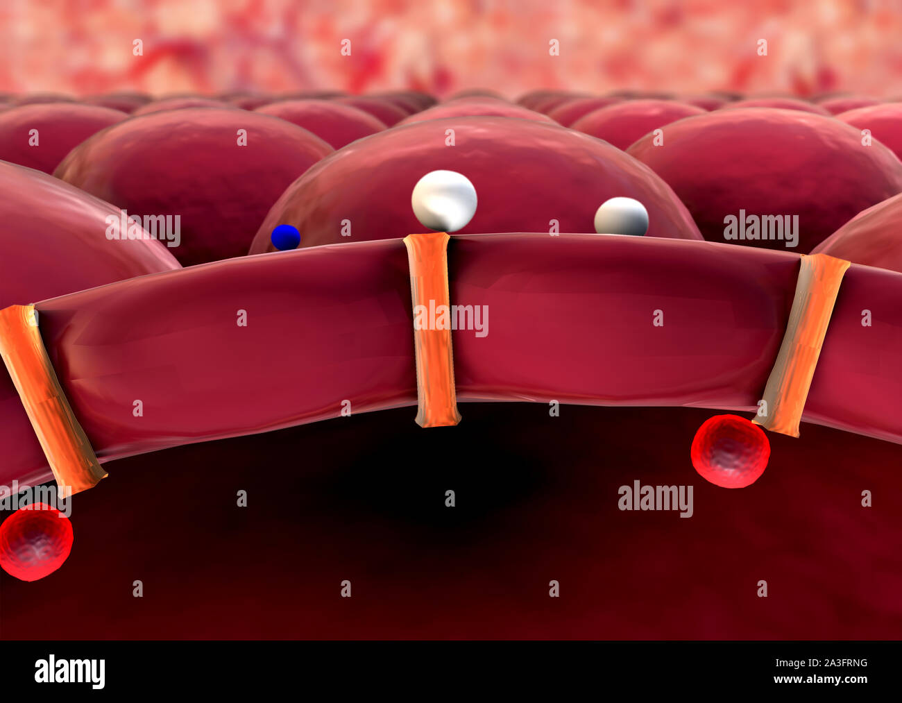 Mécanisme d'action de l'insuline, le glucose, l'insuline humaine Banque D'Images