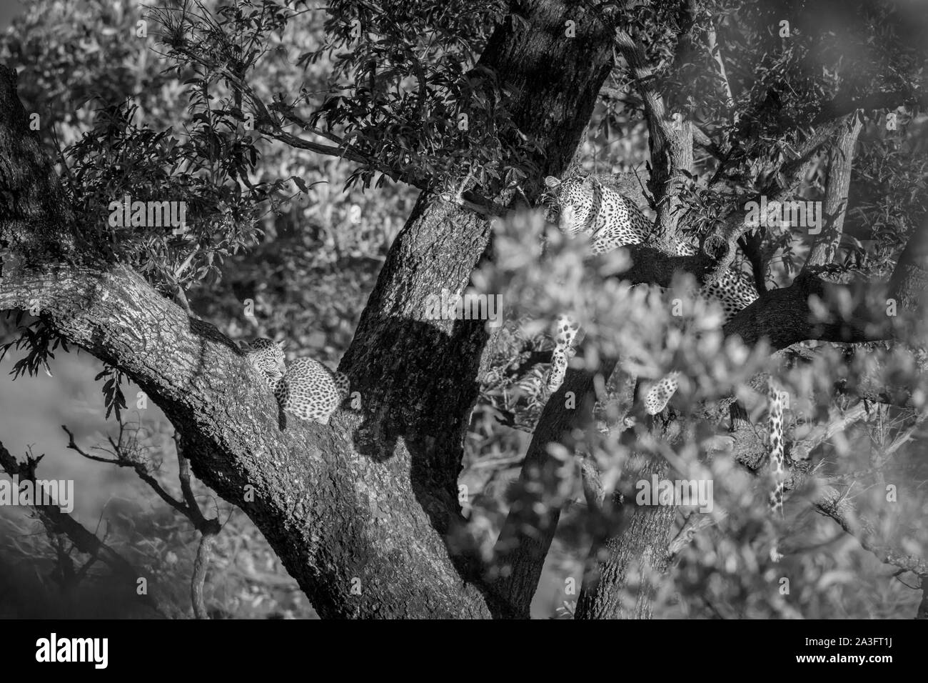 Les jeunes Leopard avec mère couchée dans un arbre dans le parc national Kruger, Afrique du Sud ; espèce Panthera pardus famille des Felidae Banque D'Images