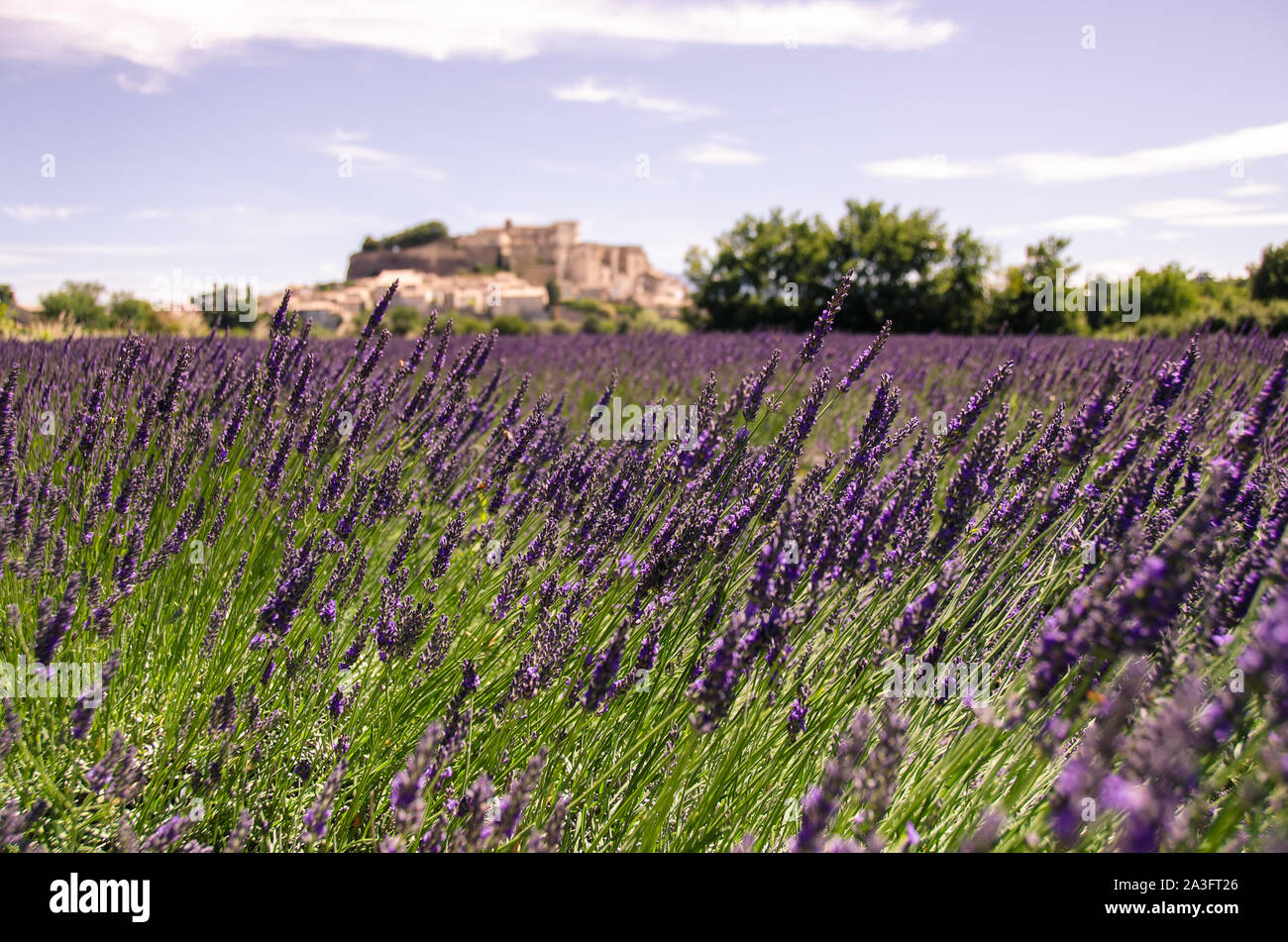 Champs de lavande au village de Gordes, une petite ville médiévale en Provence, destination de voyage en France. Banque D'Images