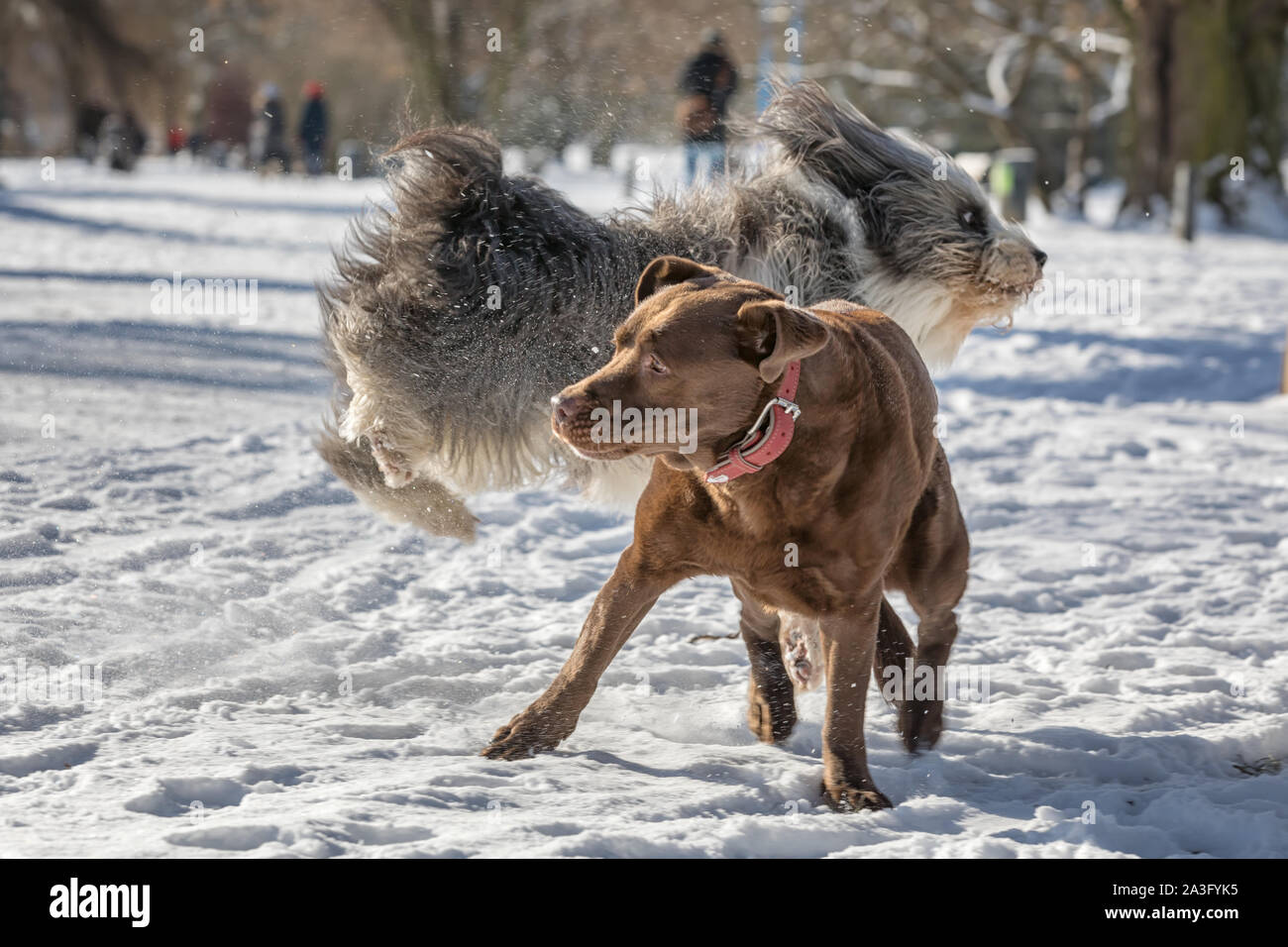 Deux chiens dans la neige Banque D'Images