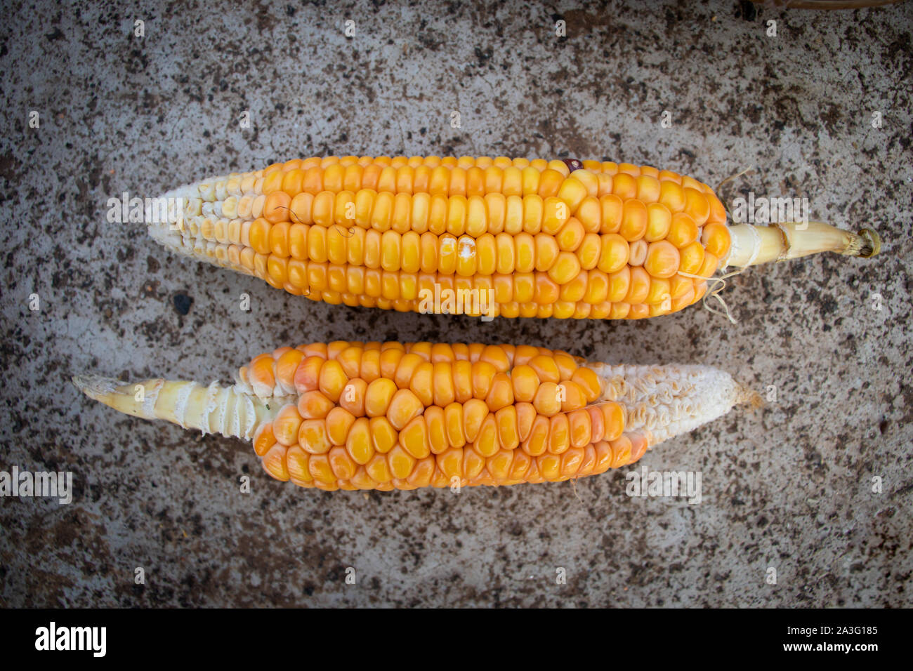 Venu,deux,corns sans feuilles sur terre. Banque D'Images