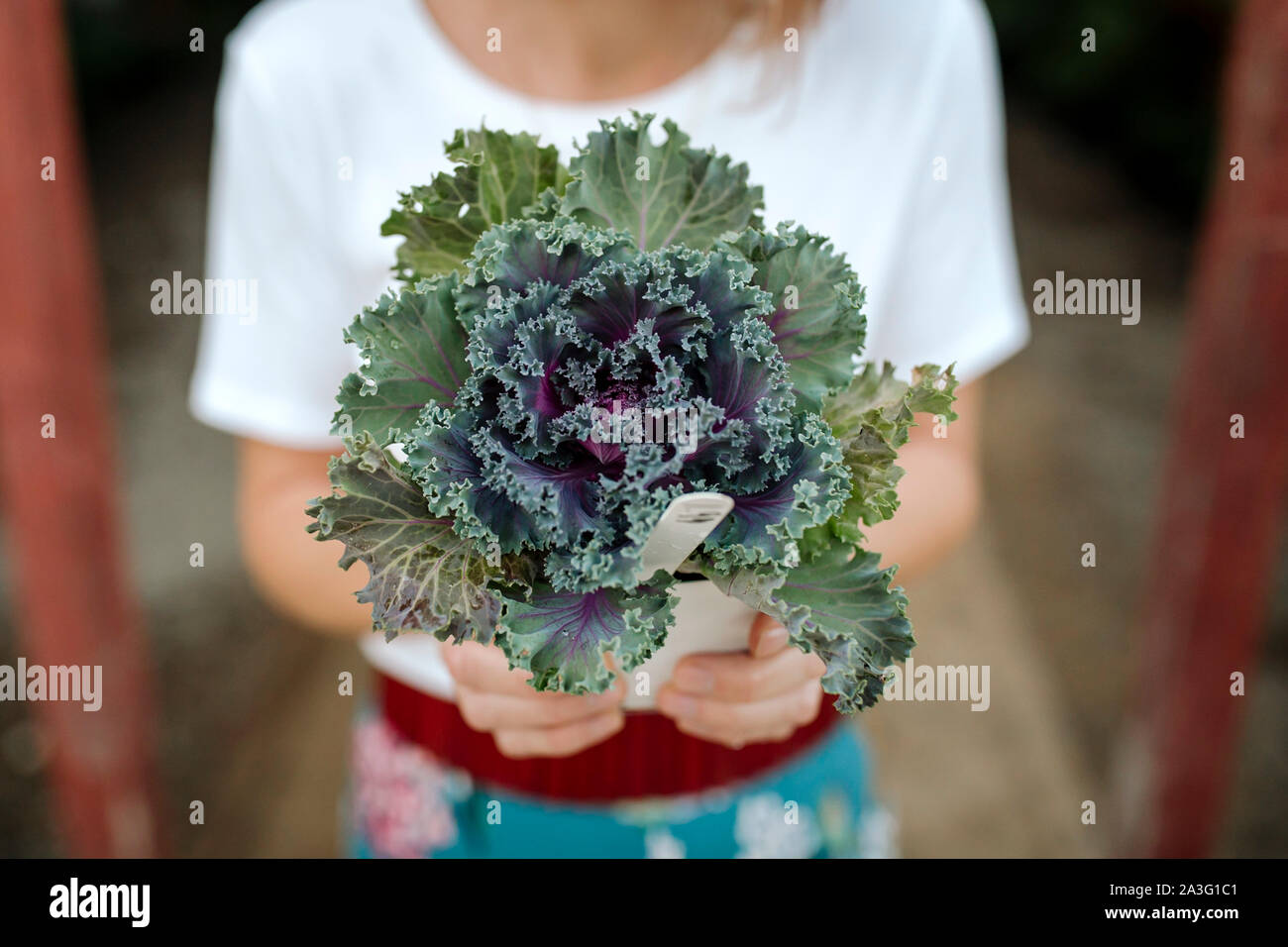 Plante à feuilles vert foncé, tenu par woman at nursery Banque D'Images