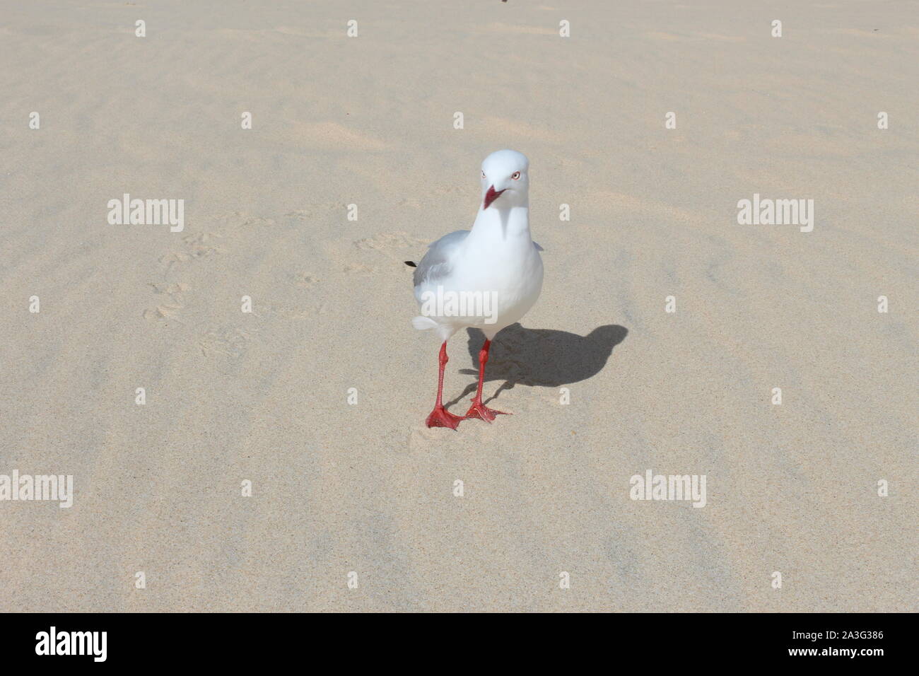 Mouette à Wollongong Beach Banque D'Images