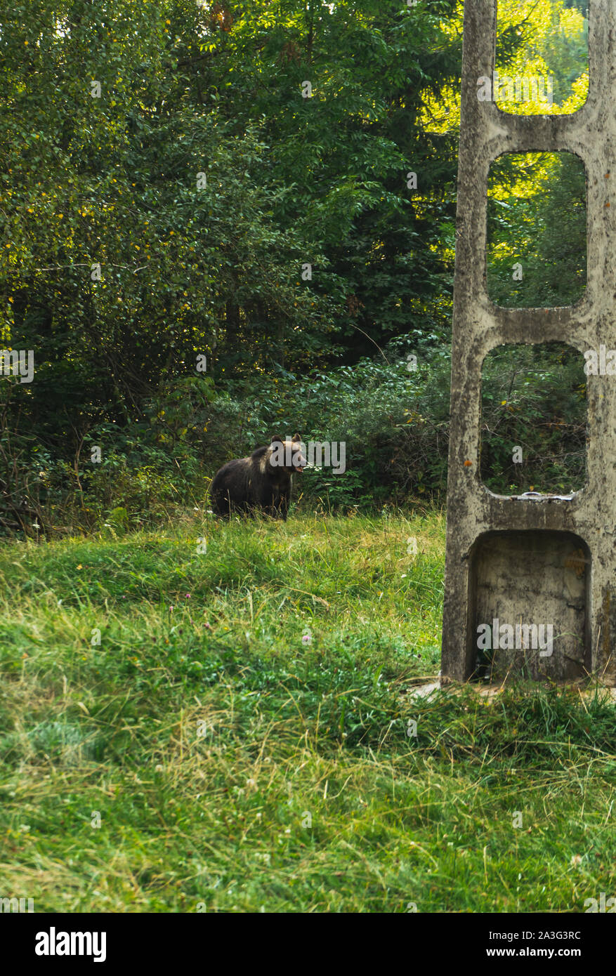 Wild brown bear (Ursus arctos ) repéré sur le côté de la route, sur col Transfagarasan, Carpates, Roumanie Banque D'Images