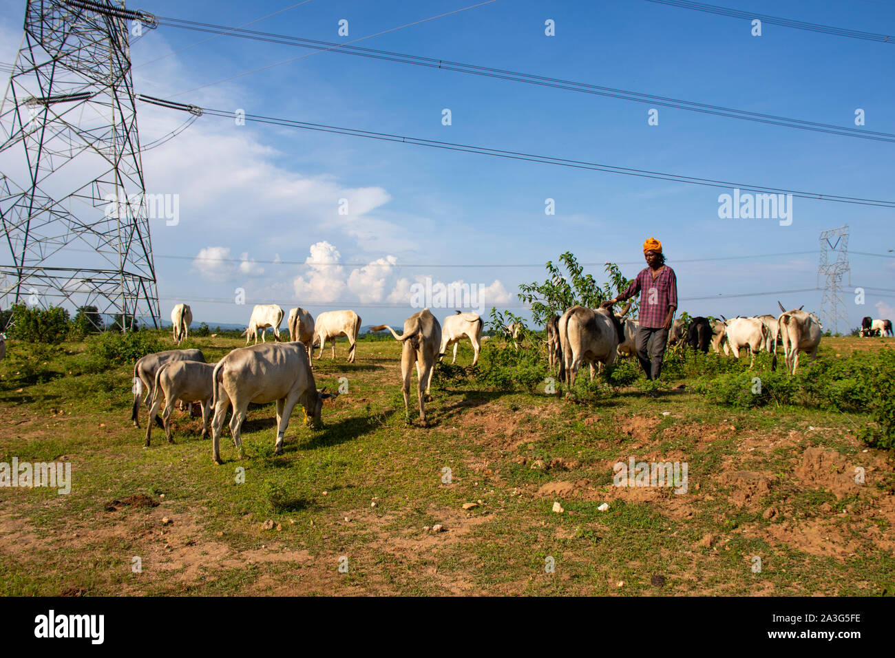 SIJHORA,Madhya Pradesh, Inde,septembre- 18, 2019. Shepherd, pâturage, Indien. les vaches, dans le domaine avec ciel bleu. Banque D'Images