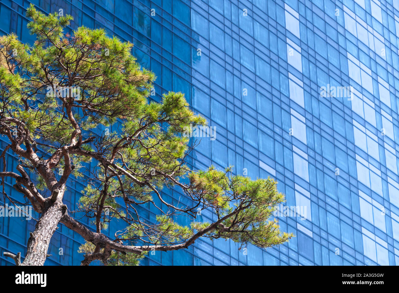 De plus en plus près de l'arbre de pin verre brillant bleu office building wall Banque D'Images