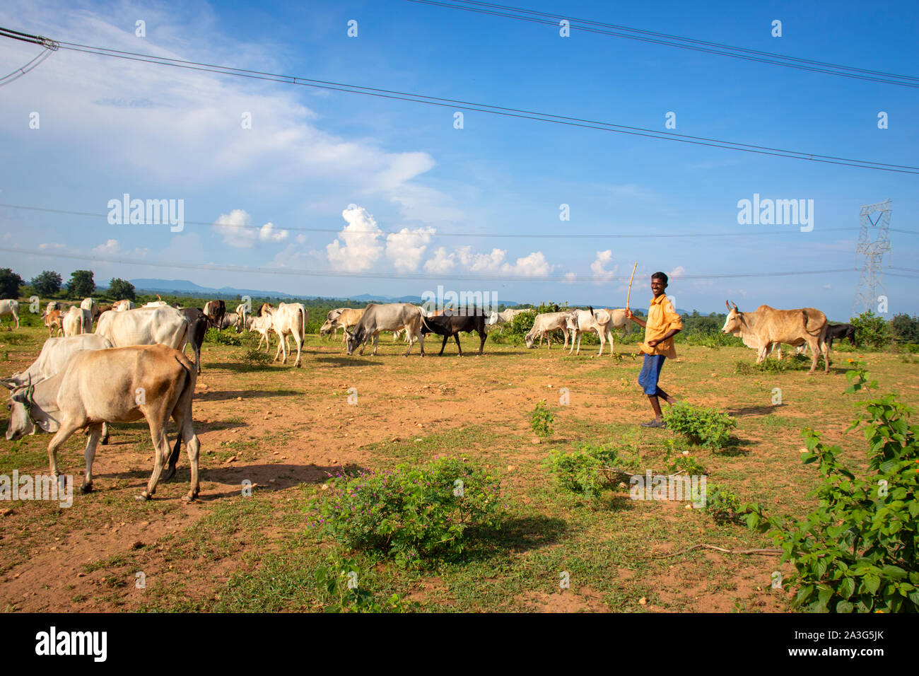 SIJHORA,Madhya Pradesh, Inde,septembre 18, 2019.Le berger, le pâturage, les vaches indiennes, dans le domaine est en train de rire avec un bâton dans sa main. Banque D'Images