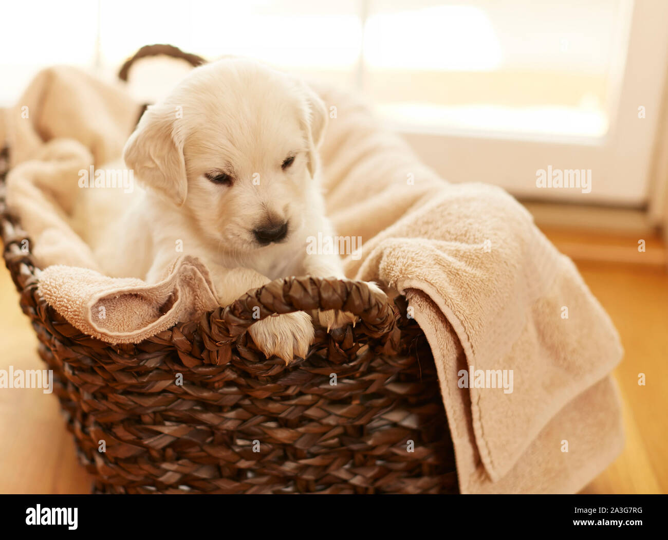 Golden Retriever chiots dans un panier Banque D'Images