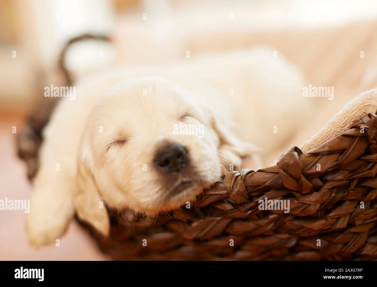 Golden Retriever chiots dans un panier Banque D'Images