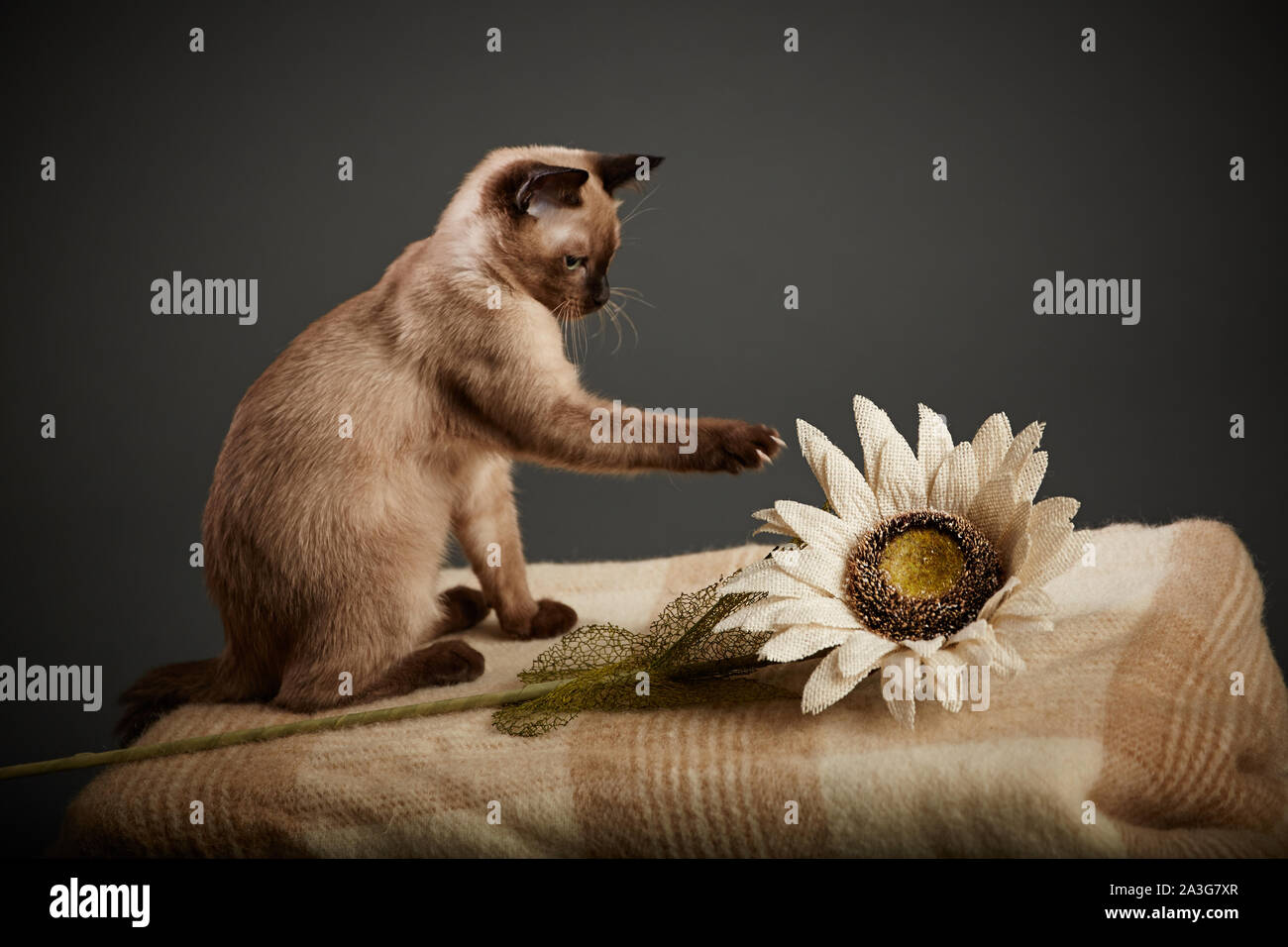 Chat Siamois sur une couverture à jouer avec une fleur Banque D'Images