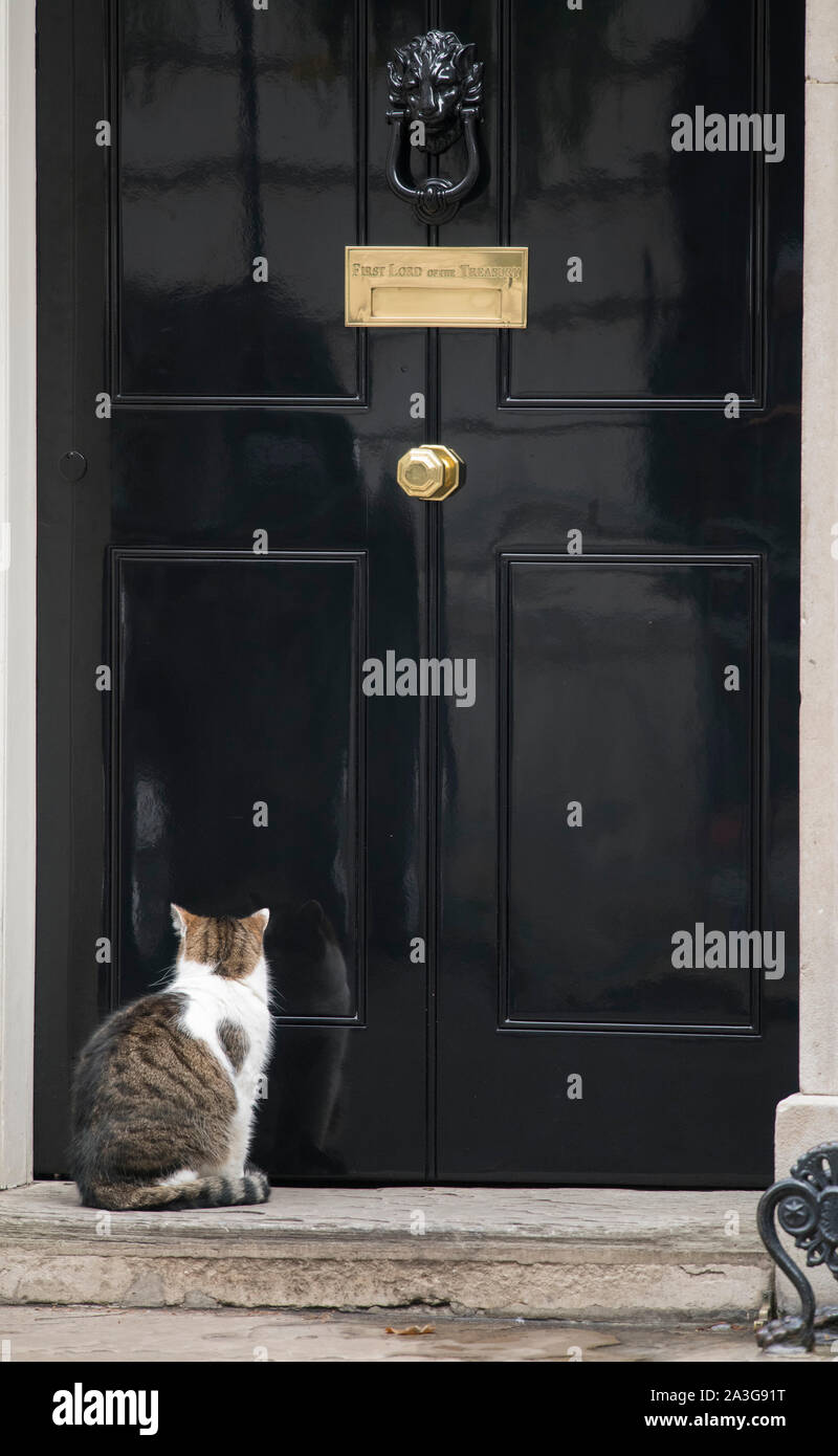 Downing Street, London, UK. 8e octobre 2019. Larry le chat attend patiemment à la porte du 10 Downing Street au cours de la réunion hebdomadaire du cabinet. Credit : Malcolm Park/Alamy Live News. Banque D'Images