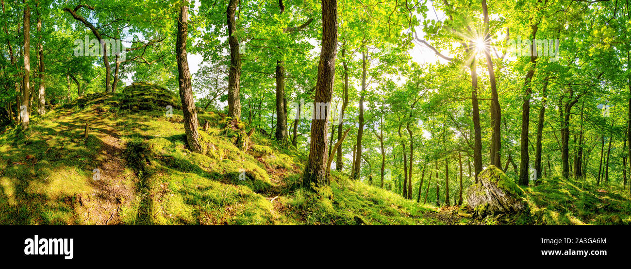 Très belle forêt avec de vieux arbres, une pierre blanche dans l'avant-plan et un soleil éclatant à l'arrière-plan Banque D'Images