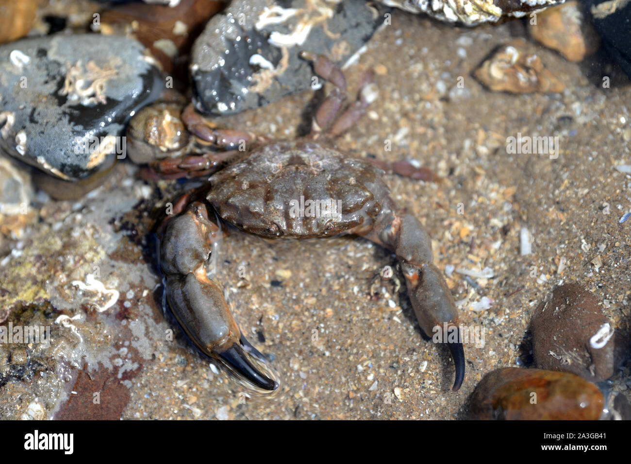 Xantho hydrophilus, la sillonnée de crabe ou de Montagu's crab,moitié immergé dans une piscine dans les rochers sur l'un des plus faibles marées de l'année. Banque D'Images