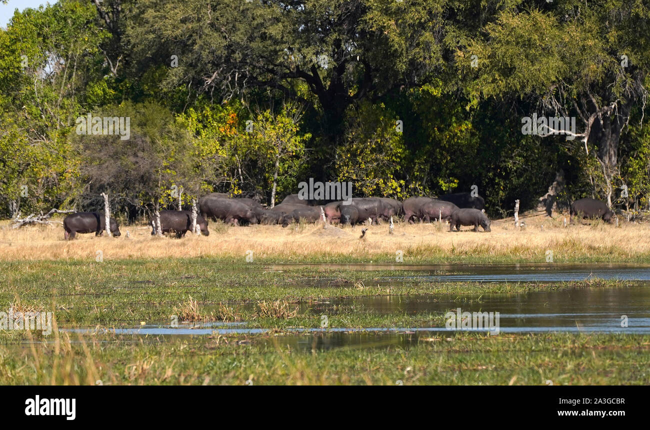 Des hippopotames hors de l'eau dans les plaines de l'Afrique grand ouvert Banque D'Images