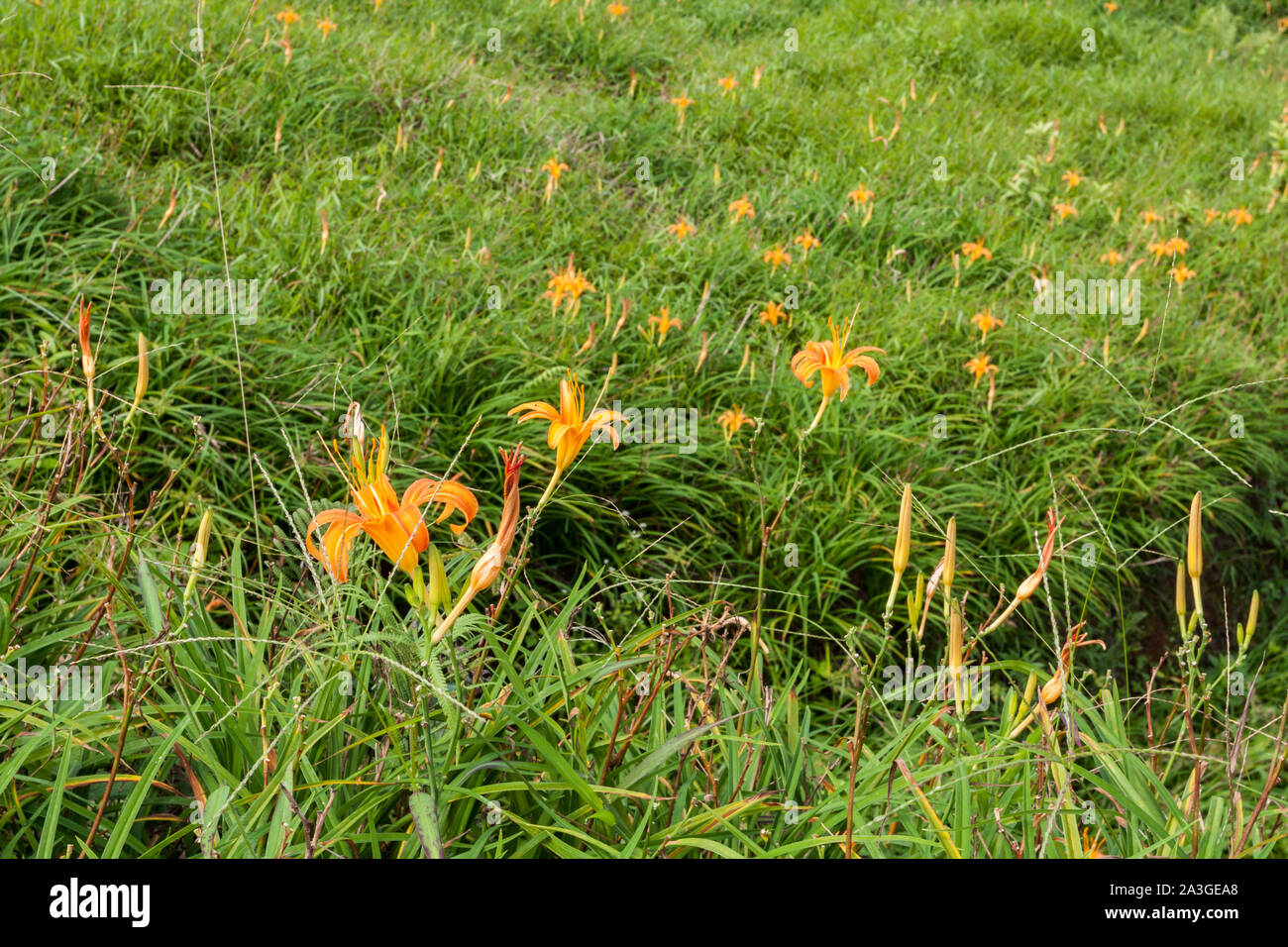 L'hémérocalle orange comestible (Hemerocallis sp.) aka golden aiguilles fleurs plantation, Chikeshang mountain, Yuli Township, comté de Hualien, Taiwan Banque D'Images