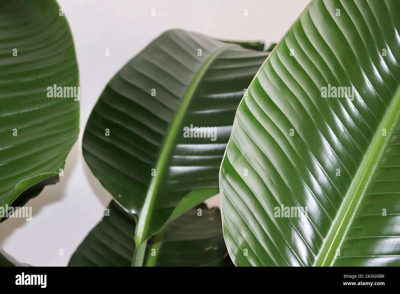 Oiseau du Paradis les feuilles des plantes Banque D'Images