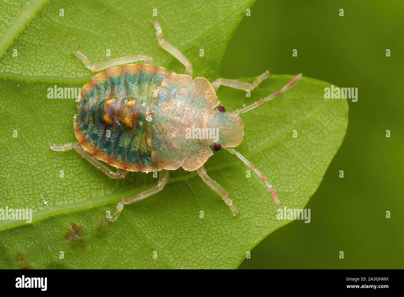 Forêt fraîchement muées Shieldbug (Pentatoma rufipes) nymphe toujours pour obtenir sa couleur. Tipperary, Irlande Banque D'Images