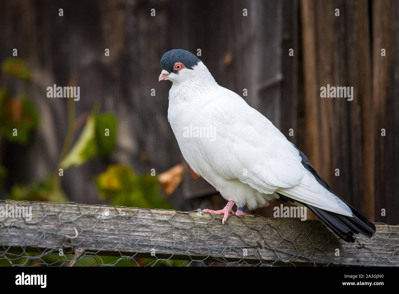 Flugkalotte Fliegekalotte (Hamburger Hamburger) - une race de pigeon à partir de Hambourg, Allemagne Banque D'Images Flugkalotte Fliegekalotte (Hamburger Hamburger) - une race de pigeon à partir de Hambourg, Allemagne Banque D'Images