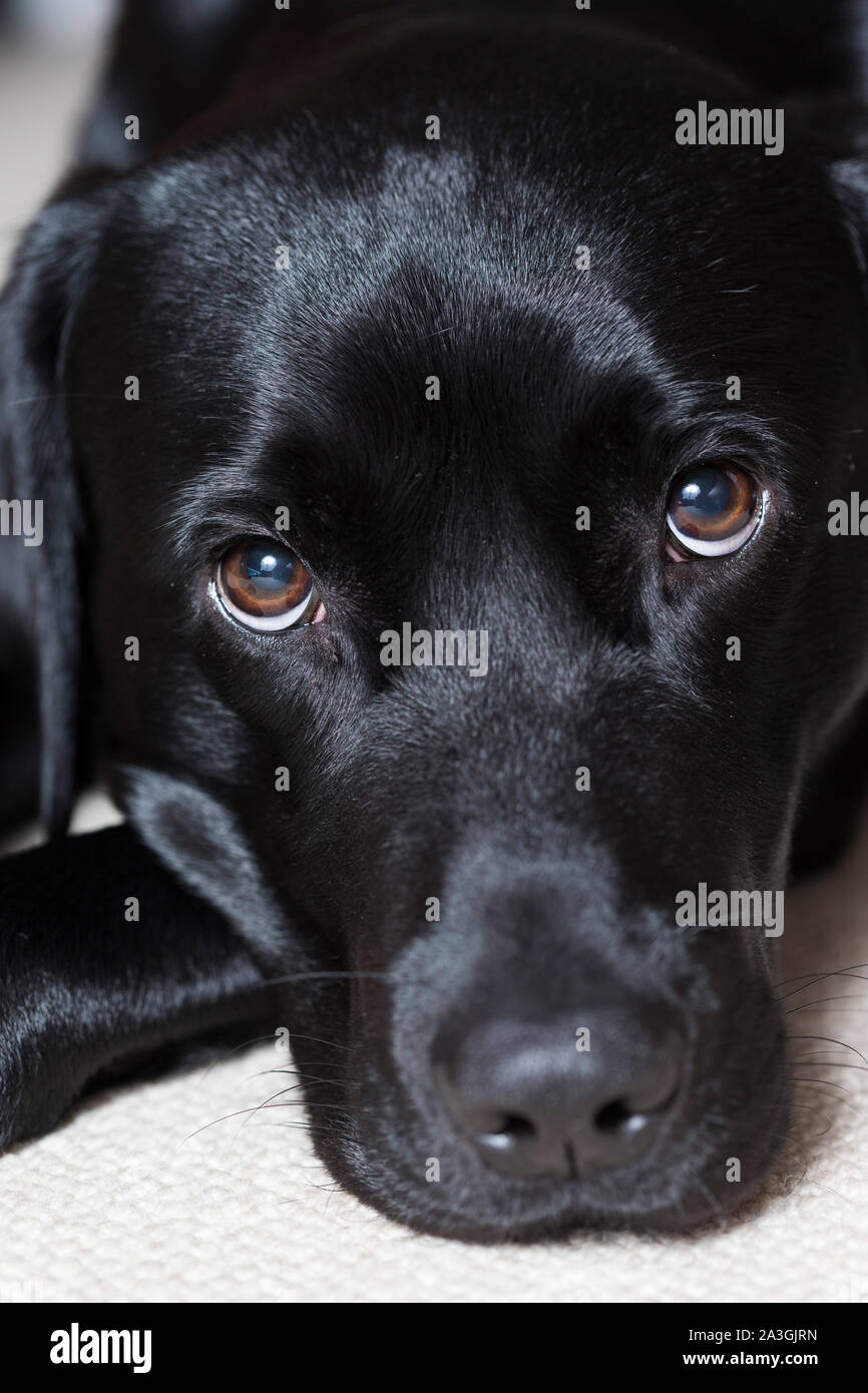 Labrador noir portrait Banque D'Images