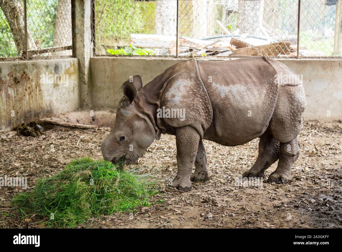 Parc national de Chitwan, Népal, Kathmandu, un bébé rhinocéros à une corne (Rhinoceros unicornis) nourris dans une cage du Centre de Conservation de la biodiversité. Il se trouva seul et secourus après la grande inondation en été 2017 Banque D'Images