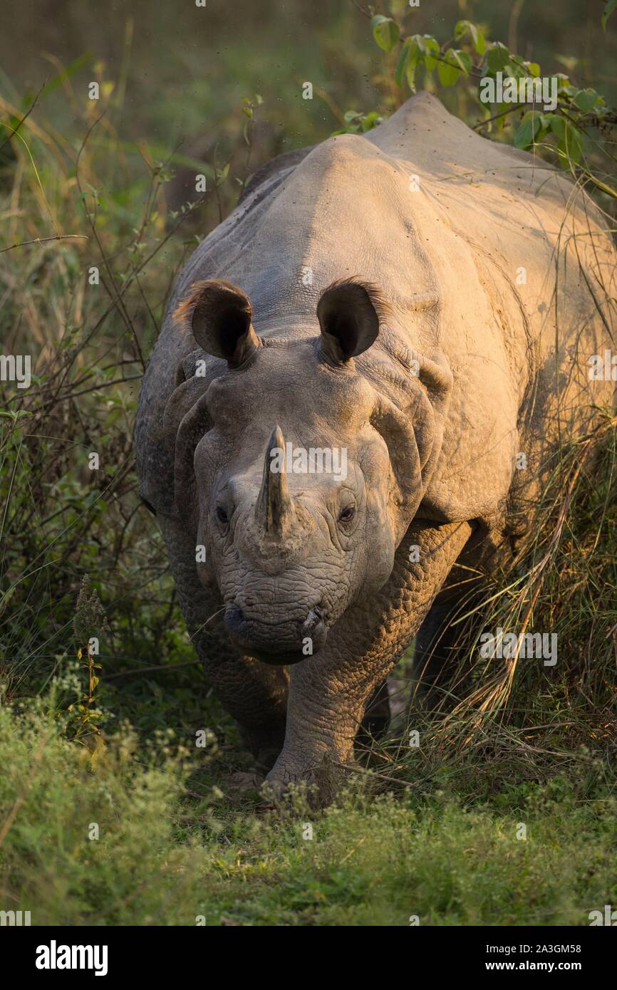 Parc national de Chitwan, Népal, rhinocéros à une corne (Rhinoceros unicornis) Banque D'Images